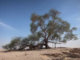 tree-of-life-bahrain-800x600